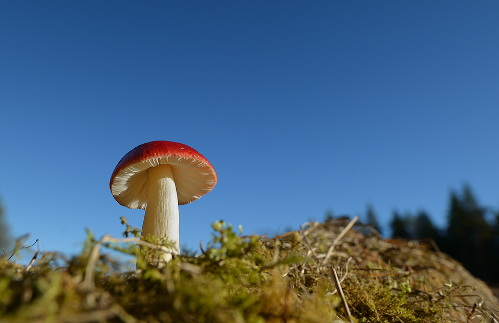 Woodland Fungi
