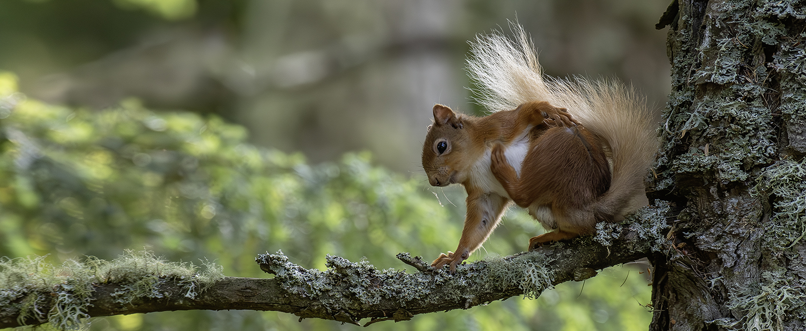 Highland Mammals