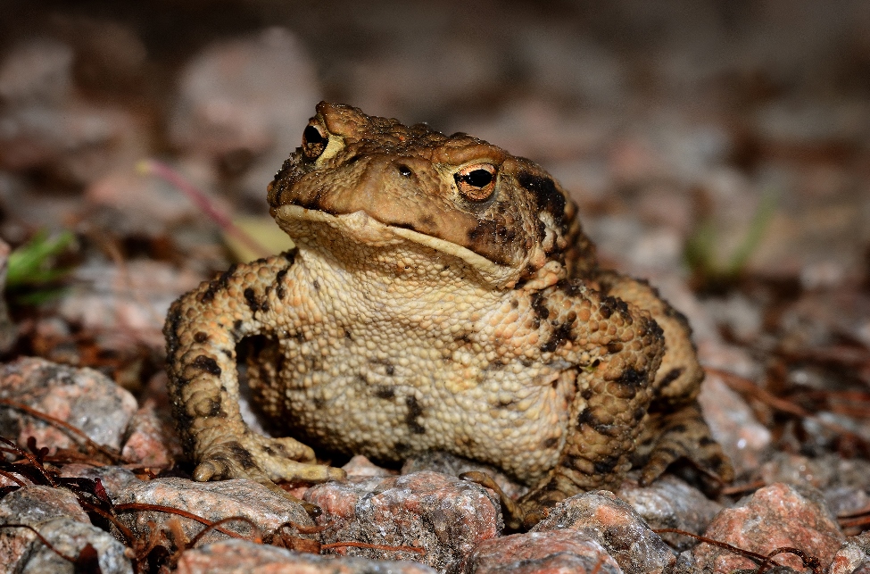 Natural Scotland Wildlife Photography Amphibians, Molluscs & Reptiles