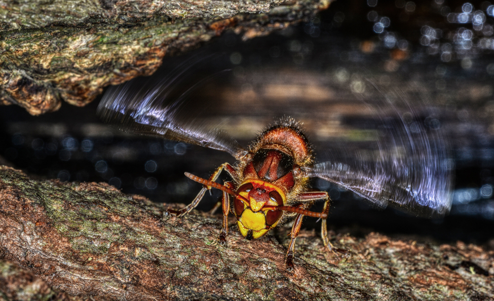 Natural Scotland Wildlife Photography Hornet