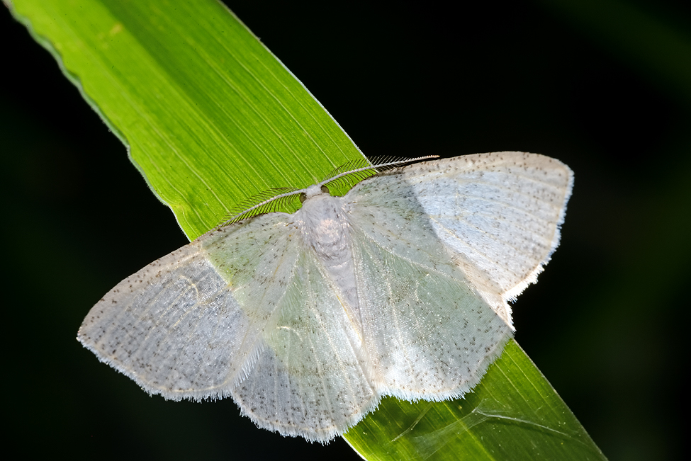 Natural Scotland Wildlife Photography Light Emerald Moth Butterfly & Moths Portfolio