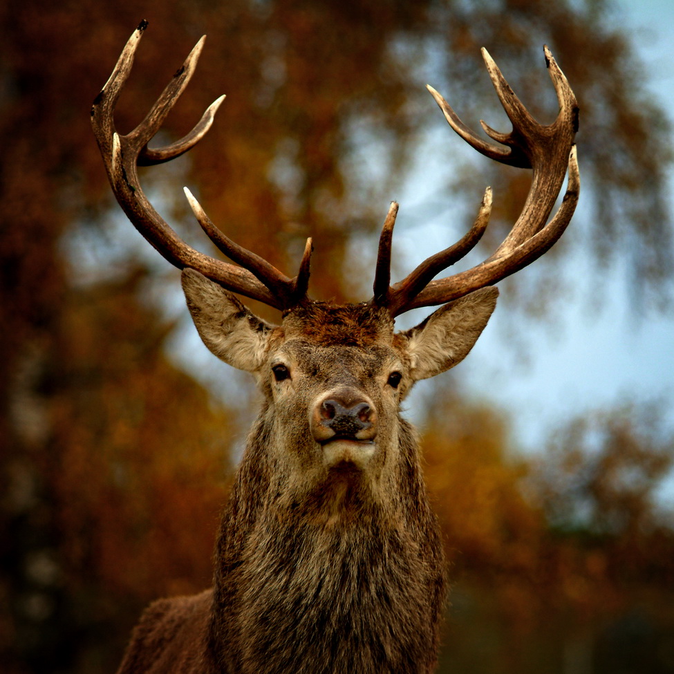 Natural Scotland Wildlife Photography Red Deer