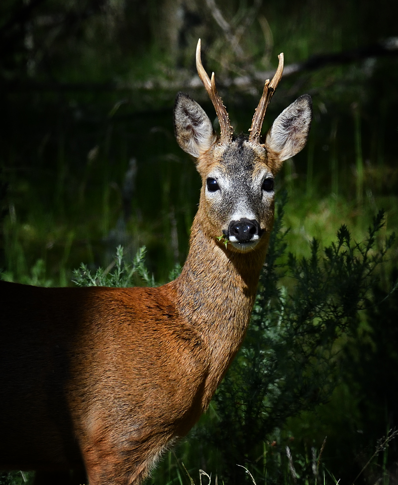 Natural Scotland Wildlife Photography Roebuck Juvenile Roe Deer Portfolio