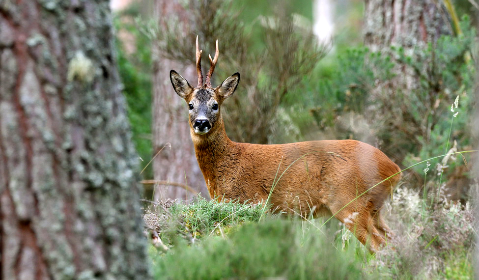 The Rook Deer Roe Deer Portfolio | Natural Scotland Wildlife Photography