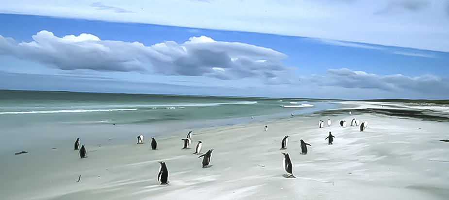Natural Scotland Travel Photography - Penguins on Betha's Beach, Port Stanley