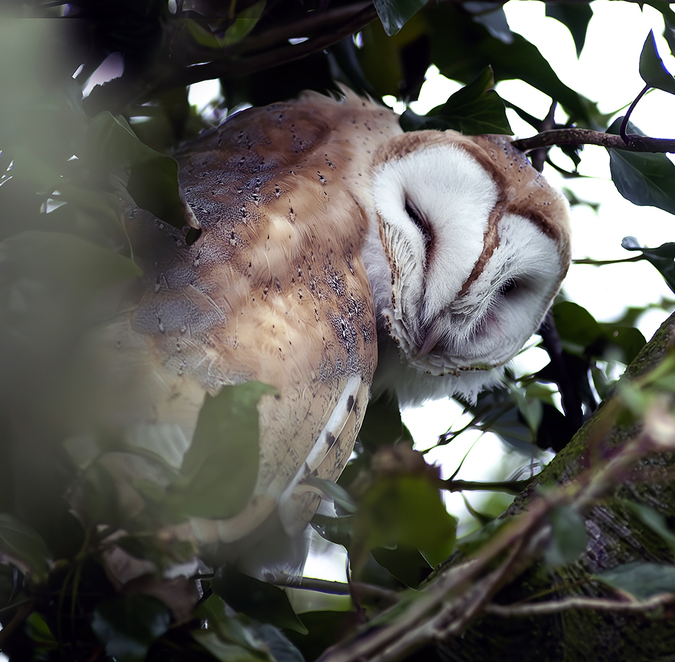 Natural Scotland Wildlife Photography - Barn Owl