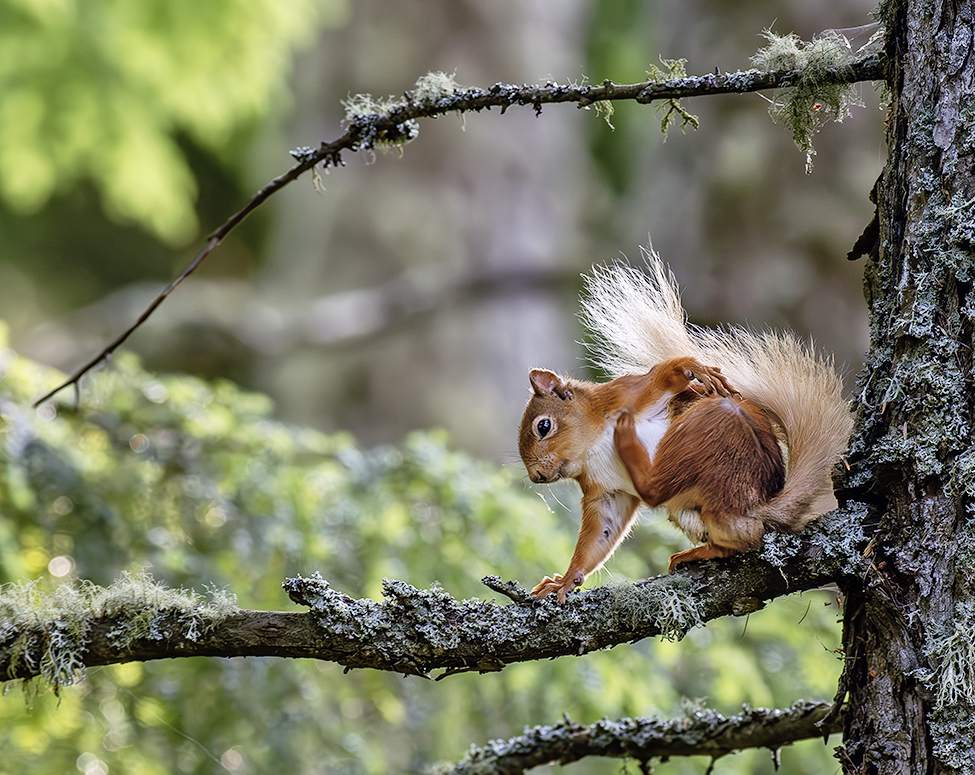 Natural Scotland Wildlife Photography Red Squirrel in the wild