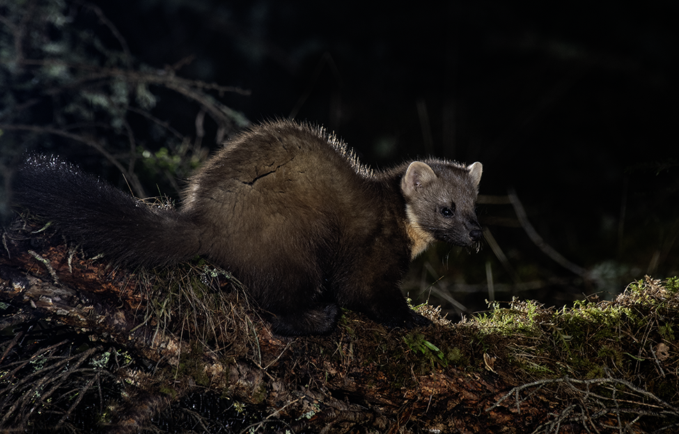 Natural Scotland Wildlife Photography Pine Marten in the wild