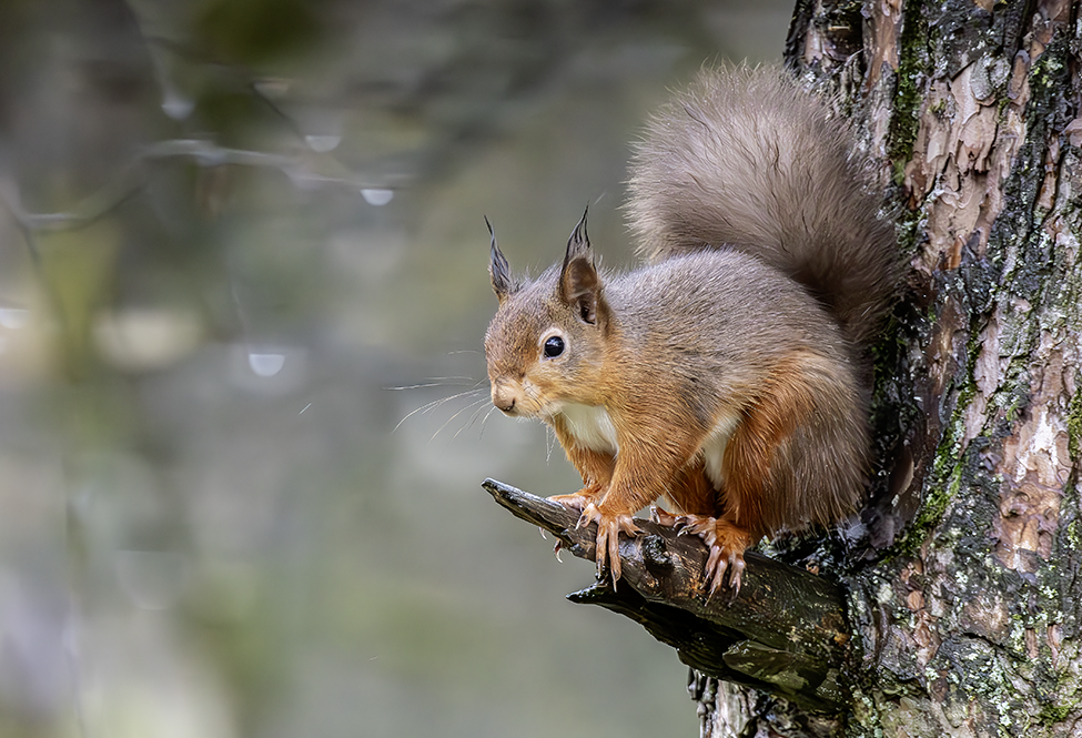 Natural Scotland Wildlife Photography Red Squirrel in the wild